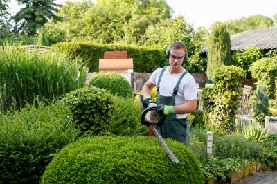 Oleander Trimming