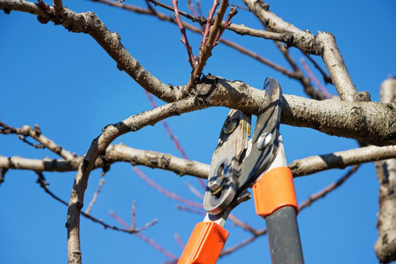 Close-up of Trimmed Branches