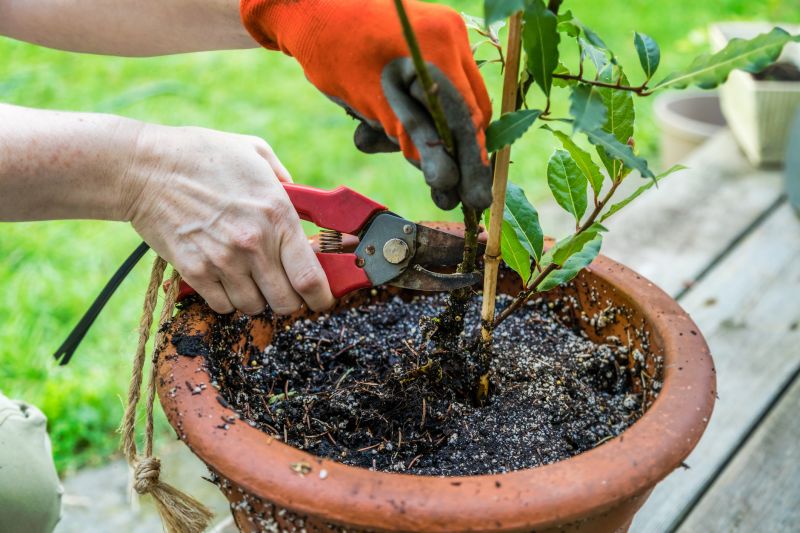 Oleander Pruning in Action