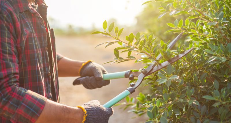 Tools for Oleander Trimming