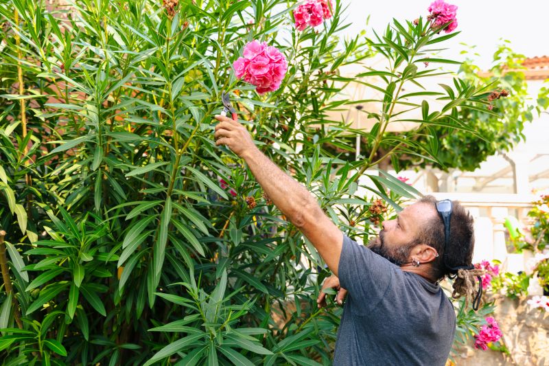 Post-Trimming Oleander