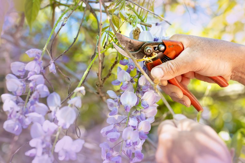 Oleander Trimming Tools