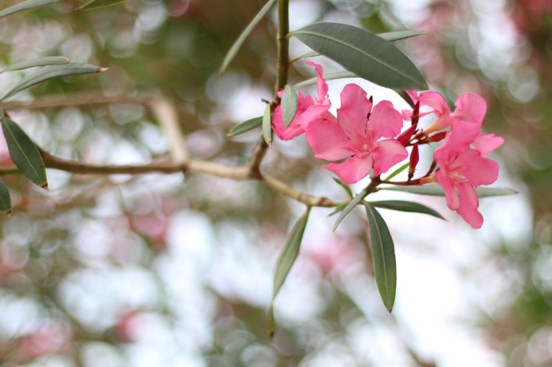 Oleander in Bloom