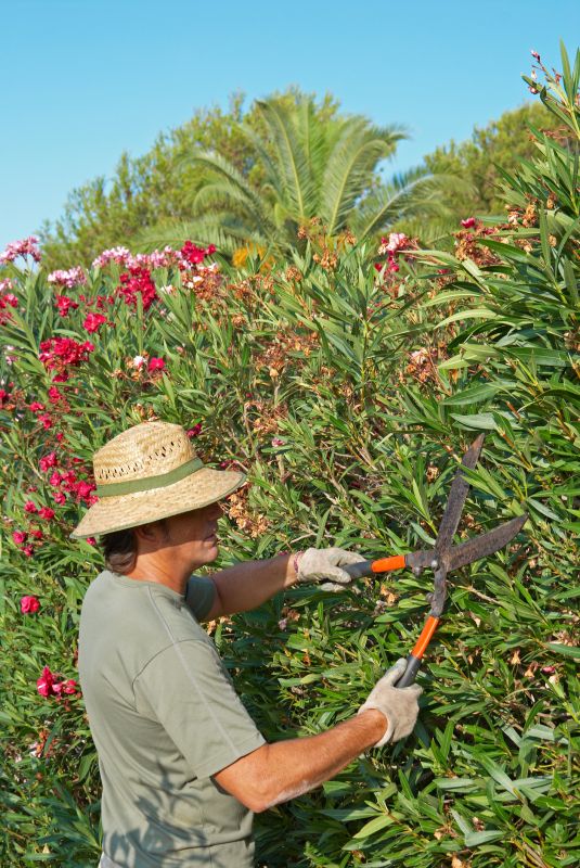 Oleander Trimming